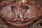 Angler Fish